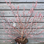 Vŕba štíhlopestíková (Salix gracilistyla) ´MOUNT ASO´® - výška 70-100 cm, kont. C18L